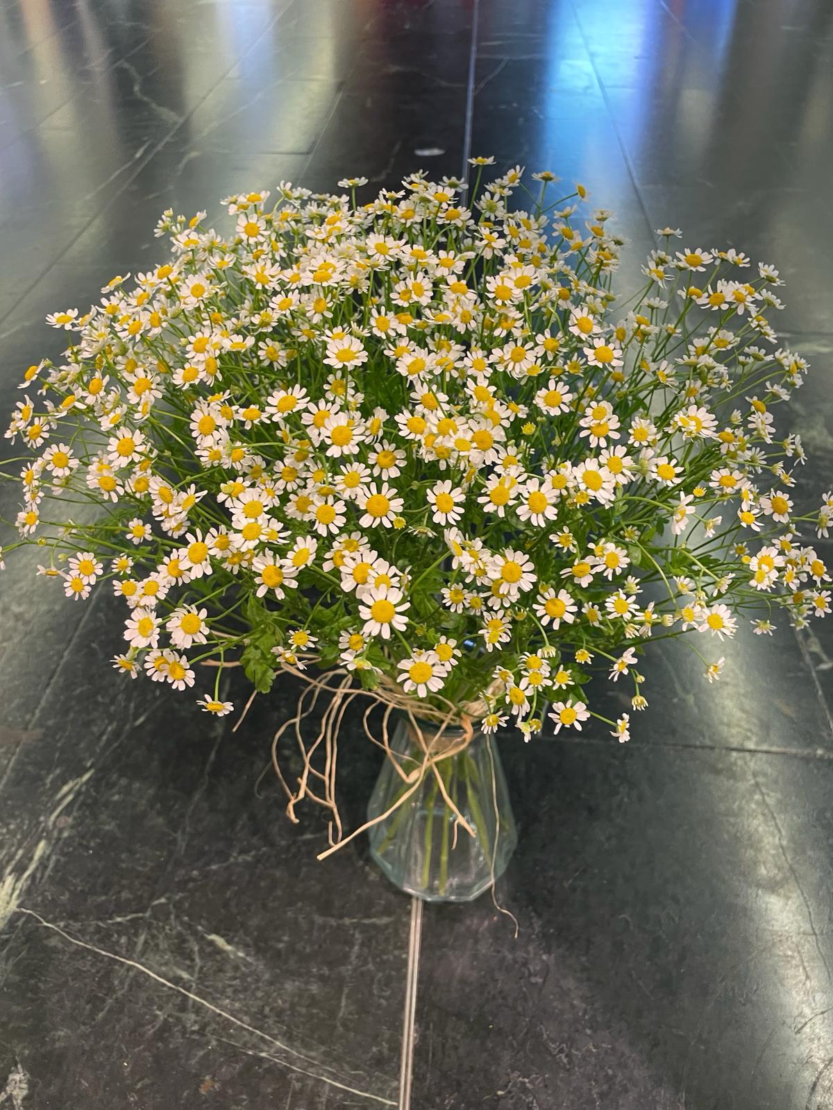Chamomile